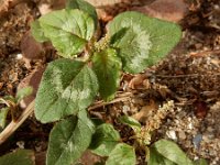 Amaranthus viridis 6, Saxifraga-Ed Stikvoort