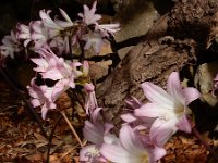 Amaryllis belladonna