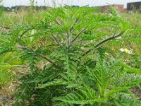 Ambrosia artemisiifolia 1, Alsemambrosia, Saxifraga-Rutger Barendse