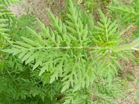 Ambrosia artemisiifolia 11, Alsemambrosia, Saxifraga-Rutger Barendse