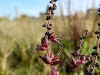 Ambrosia artemisiifolia 13, Alsemambrosia, Saxifraga-Rutger Barendse