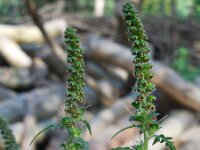 Ambrosia artemisiifolia 14, Alsemambrosia, Saxifraga-Ed Stikvoort