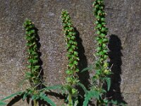 Ambrosia artemisiifolia 16, Alsemambrosia, Saxifraga-Ed Stikvoort