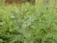 Ambrosia artemisiifolia 19, Alsemambrosia, Saxifraga-Ed Stikvoort
