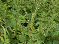 Ambrosia artemisiifolia 20, Alsemambrosia, Saxifraga-Ed Stikvoort