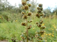 Ambrosia artemisiifolia 21, Alsemambrosia, Saxifraga-Ed Stikvoort