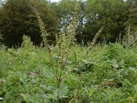 Ambrosia artemisiifolia 22, Alsemambrosia, Saxifraga-Ed Stikvoort