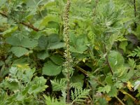 Ambrosia artemisiifolia 23, Alsemambrosia, Saxifraga-Ed Stikvoort