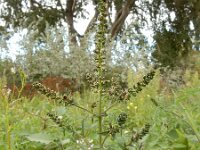 Ambrosia artemisiifolia 24, Alsemambrosia, Saxifraga-Ed Stikvoort