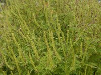 Ambrosia artemisiifolia 28, Alsemambrosia, Saxifraga-Ed Stikvoort