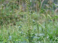 Ambrosia artemisiifolia 4, Alsemambrosia, Saxifraga-Jasenka Topic