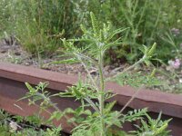 Ambrosia artemisiifolia 5, Alsemambrosia, Saxifraga-Jan Willem Jongepier