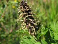 Ambrosia artemisiifolia 6, Alsemambrosia, Saxifraga-Rutger Barendse