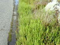 Ambrosia artemisiifolia 8, Alsemambrosia, Saxifraga-Rutger Barendse
