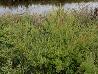 Ambrosia artemisiifolia 29, Alsemambrosia, Saxifraga-Ed Stikvoort