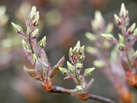 Amelanchier lamarckii 24, Amerikaans, krentenboompje, Saxifraga-Tom Heijnen