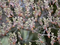 Amelanchier lamarckii 25, Amerikaans, krentenboompje, Saxifraga-Tom Heijnen