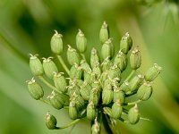 Ammi majus 29, Groot akkerscherm, Saxifraga-Sonja Bouwman  1039. Groot akkerscherm - Ammi majus - Apiaceae familie (zw)