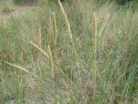 Ammophila arenaria 30, Helm, Saxifraga-Rutger Barendse