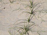 Runner of Marram grass (Ammophila arenaria) in sand drift in Dutch dunes; Zeeland, Netherlands  Runner of Marram grass (Ammophila arenaria) in sand drift in Dutch dunes; Zeeland , Netherlands : summertime, outside, outdoors, nobody no people, rural scene, non-urban scene, blue sky, white clouds, cloudscape, skyscape, beauty in nature, scenic, Europe, European, grass, grassy, grassland, Schouwen-Duiveland, marram grass, grasses, runner, stolon, sucker, Ammophila arenaria