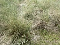 Ammophila arenaria 33, Helm, Saxifraga-Willem van Kruijsbergen