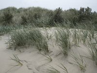 Ammophila arenaria 34, Helm, Saxifraga-Willem van Kruijsbergen