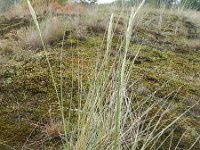 Ammophila arenaria 9, Helm, Saxifraga-Rutger Barendse