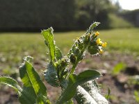 Amsinckia micrantha 2, Kleinbloemige amsinckia, Saxifraga-Jeroen Willemsen