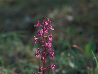 Anacamptis boryi 20, Saxifraga-Jan van der Straaten