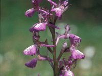 Anacamptis boryi 21, Saxifraga-Jan van der Straaten