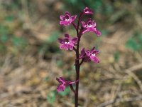 Anacamptis boryi 22, Saxifraga-Jan van der Straaten