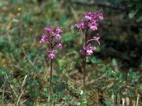 Anacamptis boryi 24, Saxifraga-Jan van der Straaten