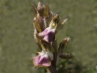 Anacamptis collina 13, Saxifraga-Jan van der Straaten