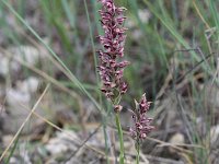 Anacamptis coriophora 31, Wantsenorchis, Saxifraga-Dirk Hilbers