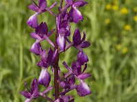 Anacamptis laxiflora