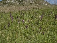 Anacamptis laxiflora 10, IJle Anacamptis, Saxifraga-Willem van Kruijsbergen