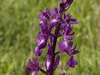 Anacamptis laxiflora 11, IJle Anacamptis, Saxifraga-Willem van Kruijsbergen