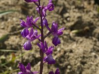 Anacamptis laxiflora 12, IJle Anacamptis, Saxifraga-Willem van Kruijsbergen