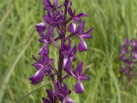 Anacamptis laxiflora 13, IJle Anacamptis, Saxifraga-Willem van Kruijsbergen