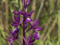 Anacamptis laxiflora 14, IJle Anacamptis, Saxifraga-Willem van Kruijsbergen