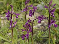 Anacamptis laxiflora 15, IJle Anacamptis, Saxifraga-Willem van Kruijsbergen