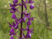 Anacamptis laxiflora 16, IJle Anacamptis, Saxifraga-Willem van Kruijsbergen