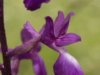 Anacamptis laxiflora 17, IJle Anacamptis, Saxifraga-Willem van Kruijsbergen