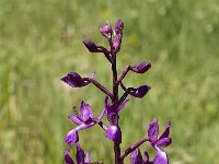 Anacamptis laxiflora 18, IJle Anacamptis, Saxifraga-Jan van der Straaten