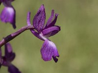 Anacamptis laxiflora 19, IJle Anacamptis, Saxifraga-Jan van der Straaten