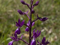 Anacamptis laxiflora 2, IJle Anacamptis, Saxifraga-Willem van Kruijsbergen