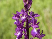 Anacamptis laxiflora 21, IJle Anacamptis, Saxifraga-Jan van der Straaten