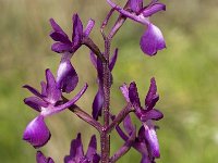 Anacamptis laxiflora 23, IJle Anacamptis, Saxifraga-Jan van der Straaten