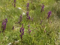 Anacamptis laxiflora 24, IJle Anacamptis, Saxifraga-Jan van der Straaten