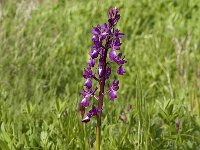 Anacamptis laxiflora 25, IJle Anacamptis, Saxifraga-Jan van der Straaten